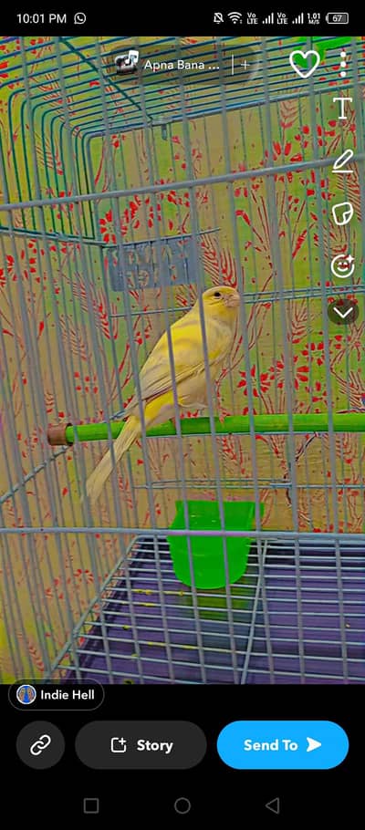 canary female