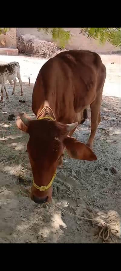 دو دانت بچھڑی فار سیل