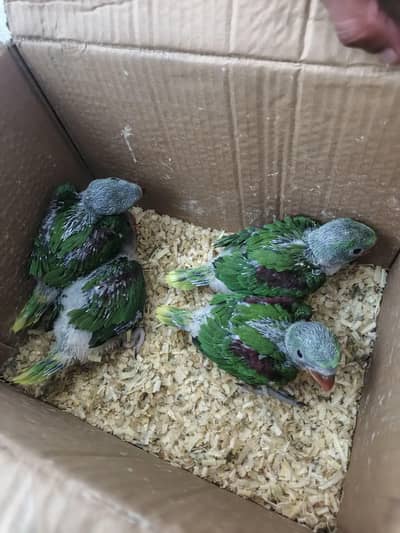 Kashmiri Elexender Raw Jambo size.