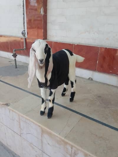 bilkul health and perfect h