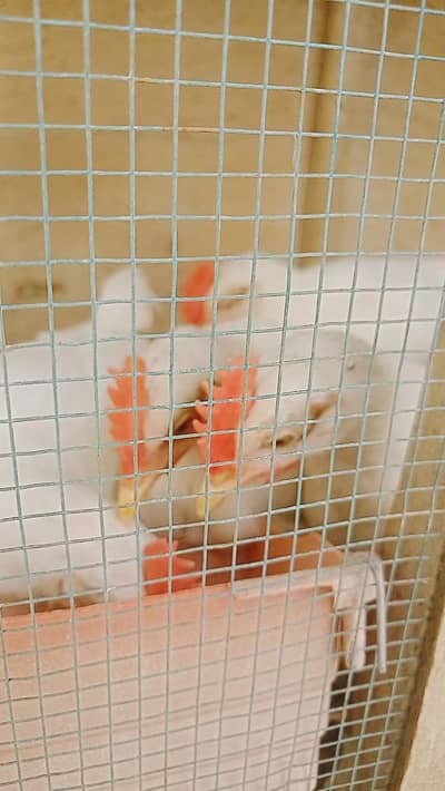 I am selling for hens check's