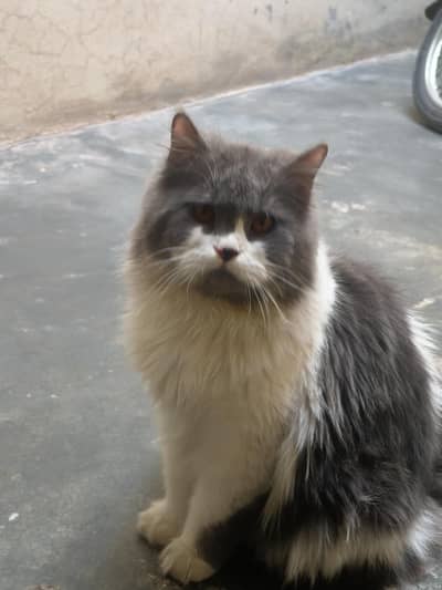 Adorable Fluffy Kittens Looking for a Forever Home!