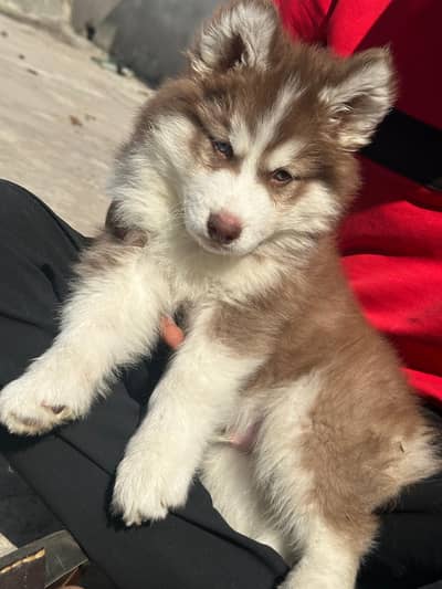 Husky puppies available for sale