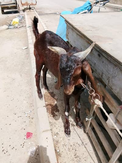 Wazan: 30 kilo Days: 10 mahiny  Color: Brown