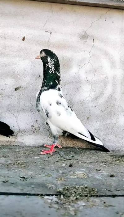 WhatsApp 03/29/46/64/5/32