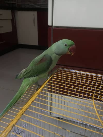 Pahari Green Parrot