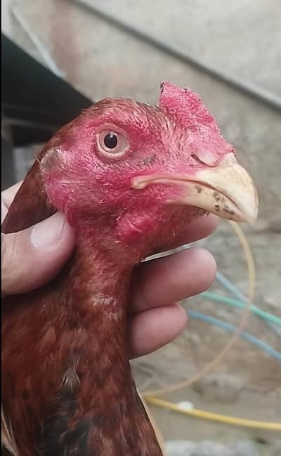 high quality lakha patha