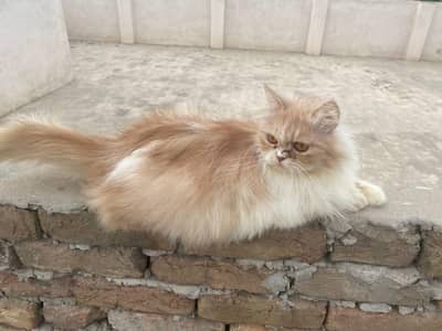 Triple coated female cat for sale . Triple coat male sa cross hui wi ha