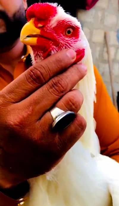 AFGHANII PURE QANDAHRI PARROT BEAK WHATSAPP 03168035881