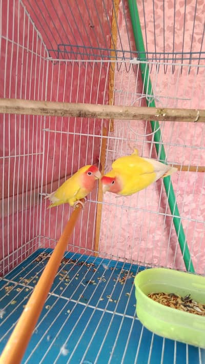 Common lutino lovebirds breeder pair