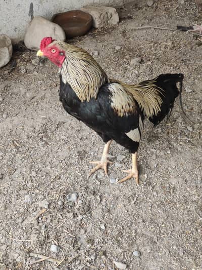 exching posibal aseel murgio k sat murga bhot khubsurr03145252886 wtsp