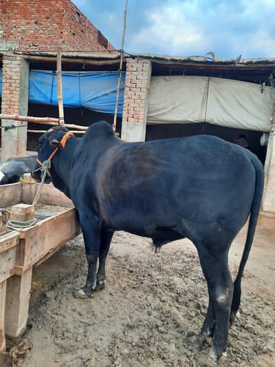 Bachra | Qurbani 2026 | Wacha | Bull | Qurbani ka janwar