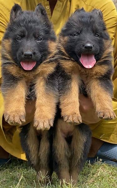 German shepherd long cout pair for sale active and healthy