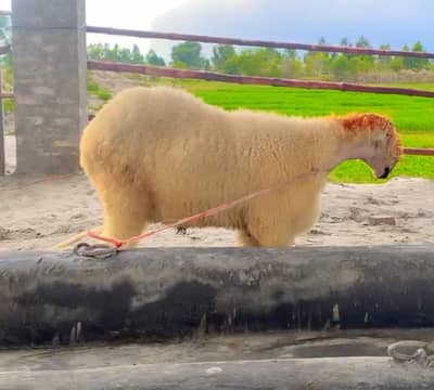 Mundre Ghatte qurbani k lie