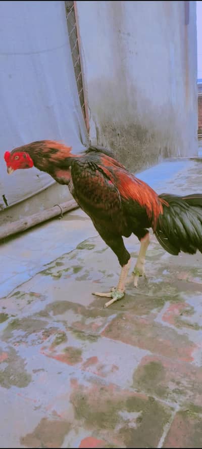 pure japanese shamo top quality available .