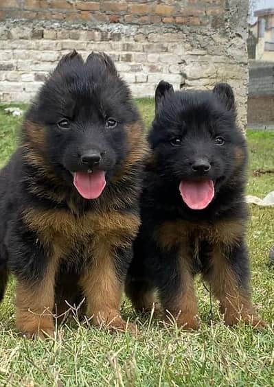 German shepherd long cout pair for sale active and healthy