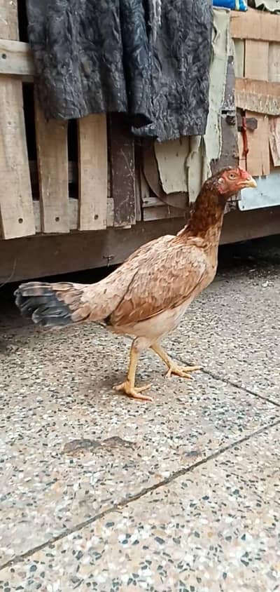 Reza Amroha Cross Hen