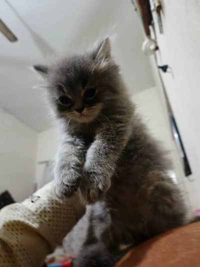 50 days k babys h . female h dono. ik white h . ik gry tebi