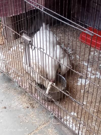 Thai and burmi and Pakistan chicks  madi for sale