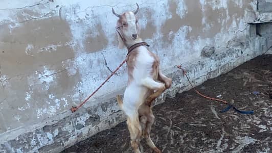 Bakra for sale