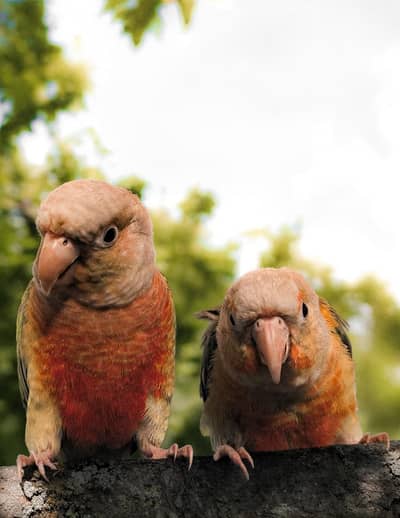 conure hand tame fly tame
