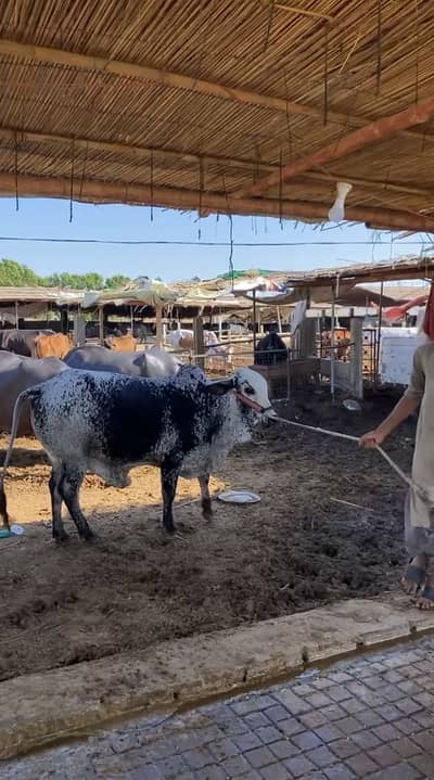 Fresh 2 dant 2026 Qurbani naak jhalar bharpur hai