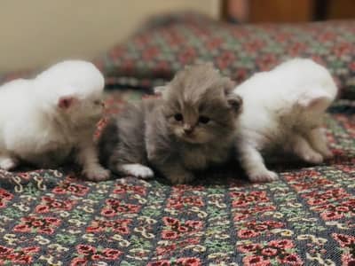 3 kittens