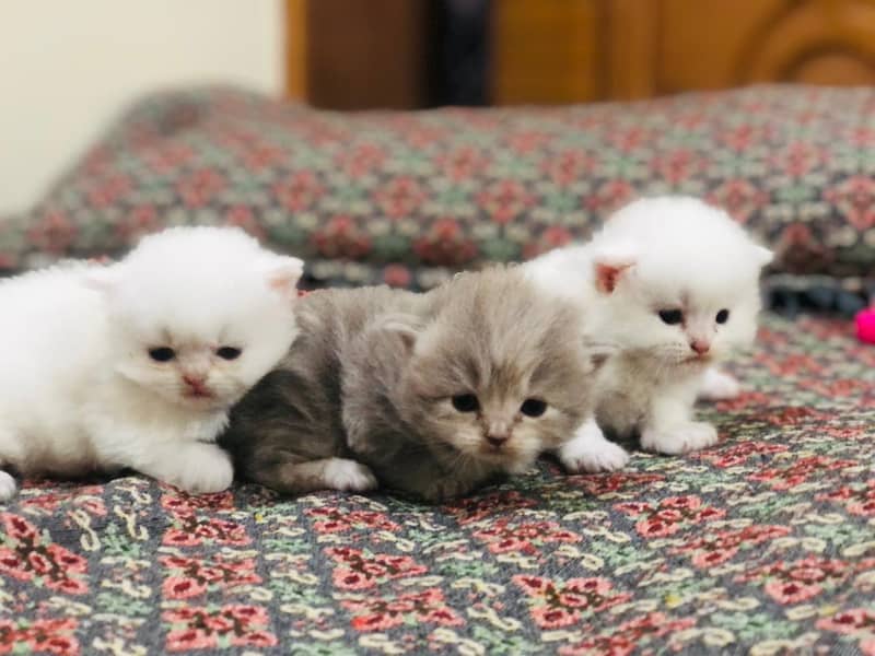 3 kittens 1