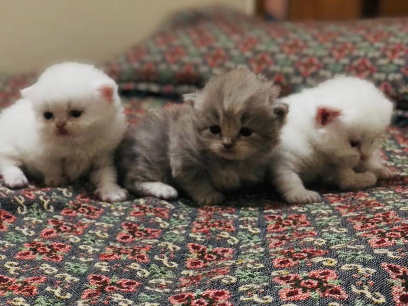 3 kittens 2