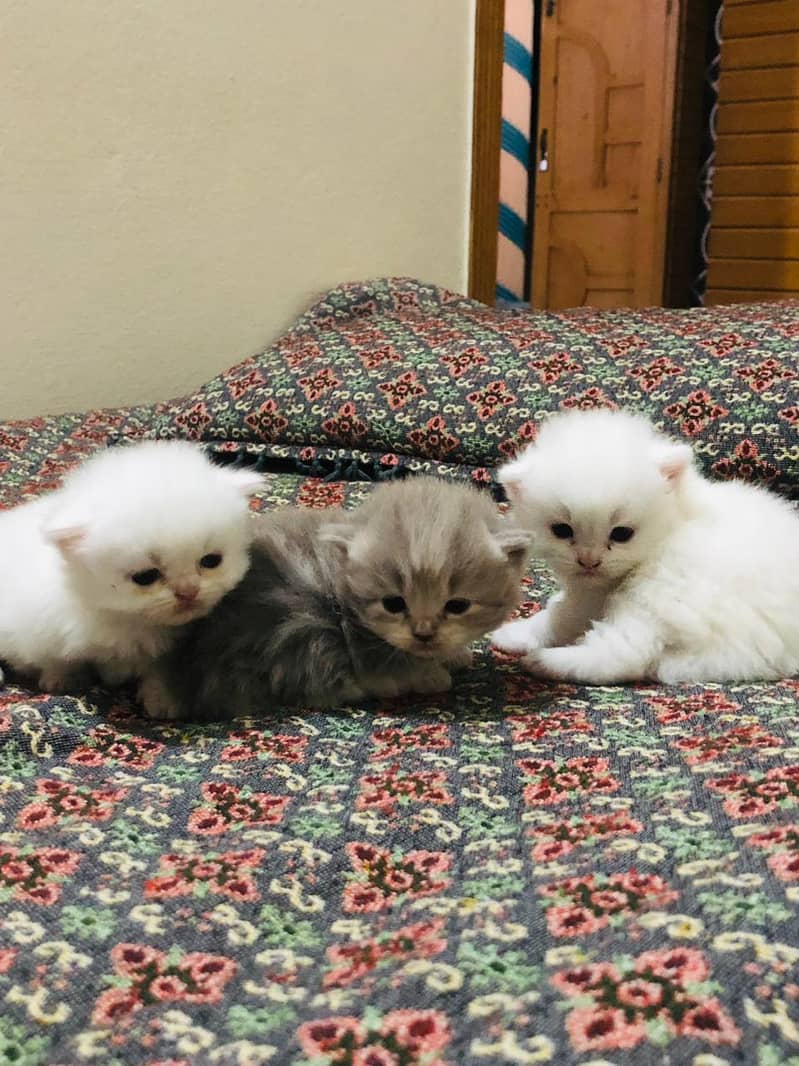 3 kittens 4