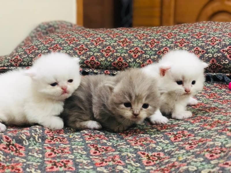 3 kittens 5