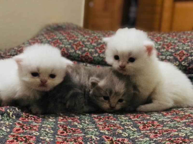 3 kittens 6