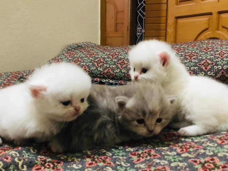 3 kittens 7