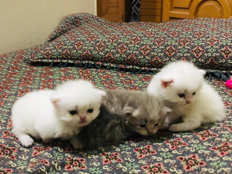 3 kittens 8