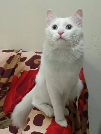 White persian blue eyes cat