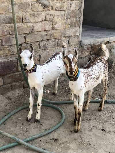 Genion Barbary goats