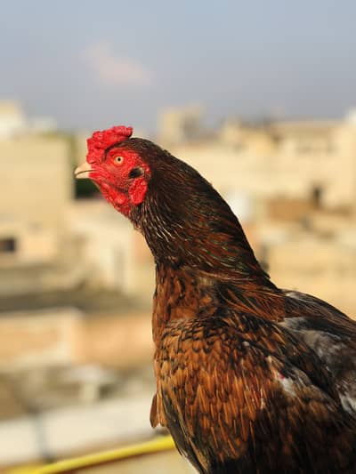 Pure Aseel With beautiful Greenish Tail