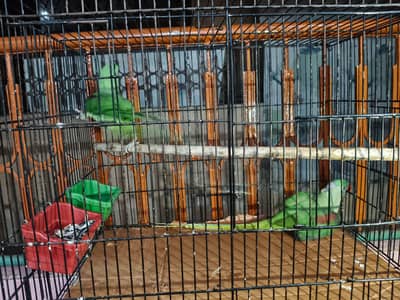 parrot kashmir raw breader pair