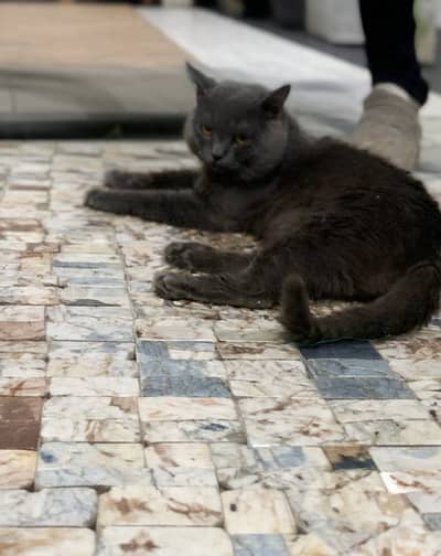 British Shorthair Available - For Stud Service