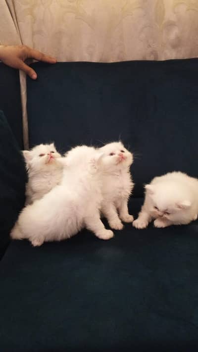 4 kitten  for sale contact number WhatsApp 03008419251