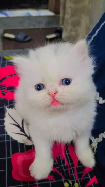 4 kitten  for sale contact number WhatsApp 03008419251