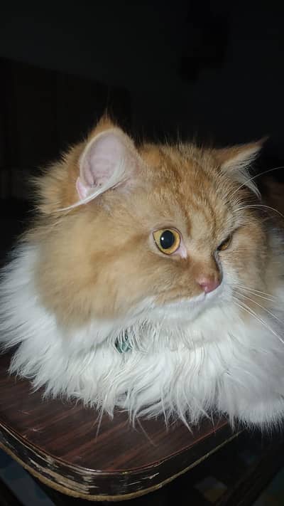 persian cat for sale