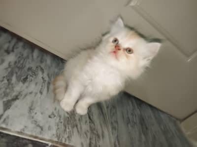 kittens available white blue eyes gry eyes