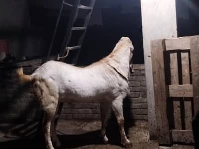 mackhi Cheena Breeder