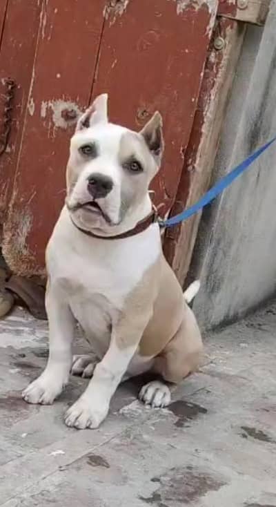 Extreme Quality Male Pup