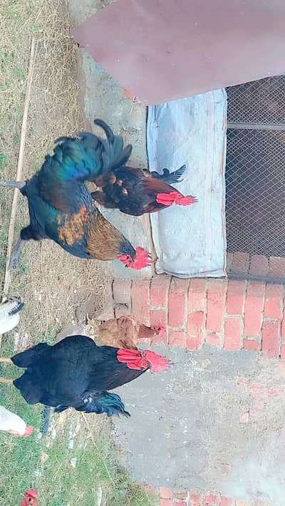 Cock for sale at reasonable price