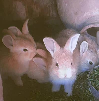 Giant Flemish Rabbit bunnies urgent sale