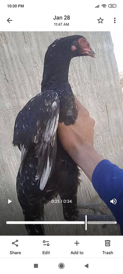 pure thai bloodline 03701124986