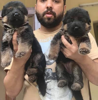 German shepherd Pink Pedigree male and female pups available