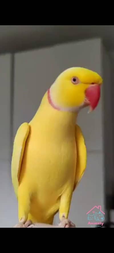 Yellow*White Ringneck Pair